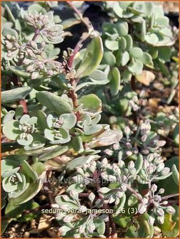 Sedum &#039;Vera Jameson&#039; | Hemelsleutel, Vetkruid | Fettblatt