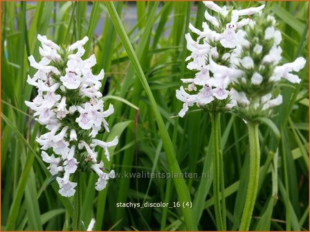 Stachys discolor