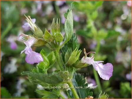 Teucrium lucidrys &#039;Pain de Sucre&#039; | Gamander | Wintergr&uuml;ner Gamander