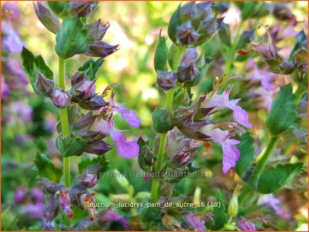 Teucrium lucidrys &#039;Pain de Sucre&#039; | Gamander | Wintergr&uuml;ner Gamander