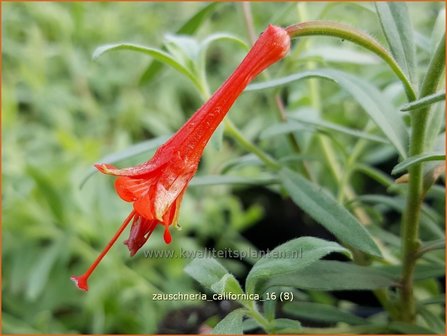 Zauschneria californica | Californische fuchsia, Kolibrietrompet | Kolibritrompete