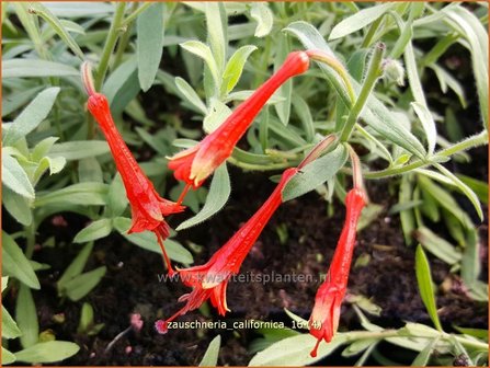 Zauschneria californica | Californische fuchsia, Kolibrietrompet | Kolibritrompete