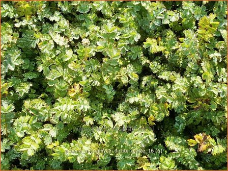 Acaena microphylla &#039;Dichte Matte&#039; | Stekelnootje | Braunbl&auml;ttriges Stacheln&uuml;sschen