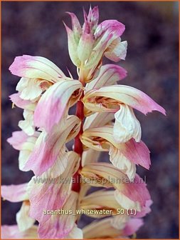 Acanthus &#039;Whitewater&#039; | Stekelige berenklauw | B&auml;renklau