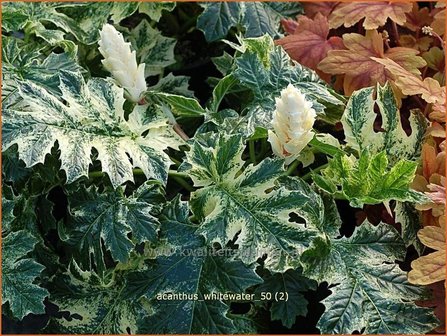 Acanthus &#039;Whitewater&#039; | Stekelige berenklauw | B&auml;renklau