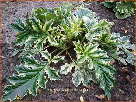 Acanthus &#039;Whitewater&#039; | Stekelige berenklauw | B&auml;renklau