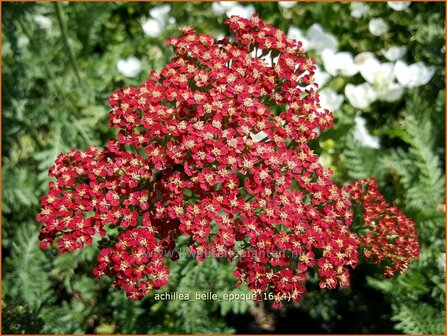 Achillea &#039;Belle Epoque&#039; | Duizendblad | Garbe