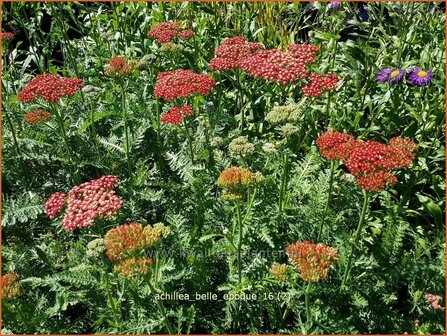 Achillea &#039;Belle Epoque&#039; | Duizendblad | Garbe