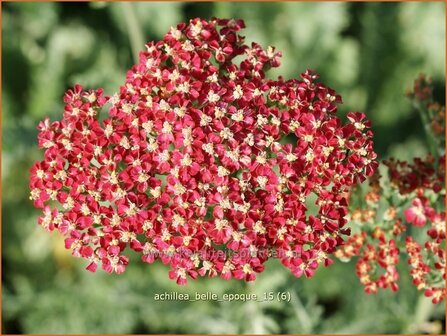 Achillea &#039;Belle Epoque&#039; | Duizendblad | Garbe