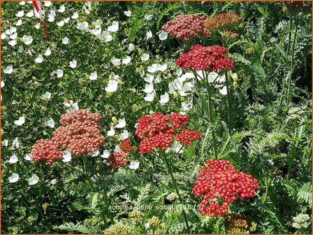 Achillea &#039;Belle Epoque&#039; | Duizendblad | Garbe