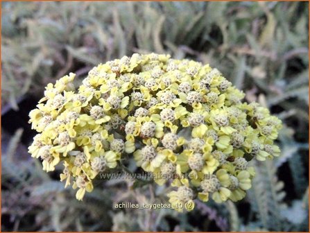 Achillea &#039;Taygetea&#039; | Duizendblad | Garbe