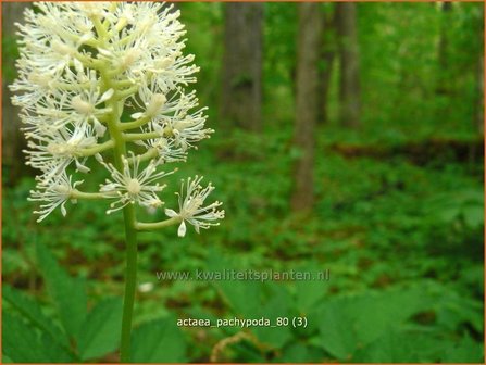 Actaea pachypoda | Christoffelkruid | Wei&szlig;fr&uuml;chtiges Christophskraut