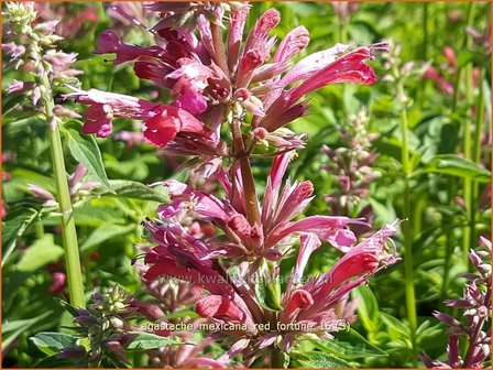 Agastache mexicana &#039;Red Fortune&#039; | Dropplant, Anijsnetel | Limonen-Duftnessel