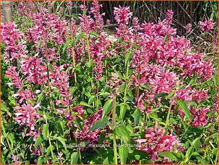 Agastache mexicana &#039;Red Fortune&#039; | Dropplant, Anijsnetel | Limonen-Duftnessel