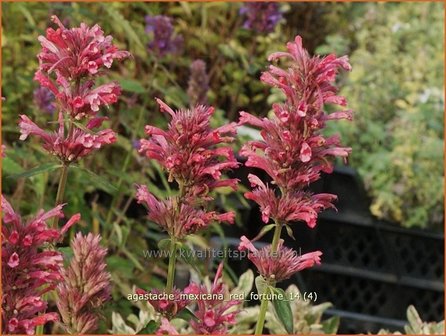 Agastache mexicana &#039;Red Fortune&#039; | Dropplant, Anijsnetel | Limonen-Duftnessel