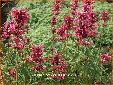 Agastache mexicana &#039;Red Fortune&#039; | Dropplant, Anijsnetel | Limonen-Duftnesselq