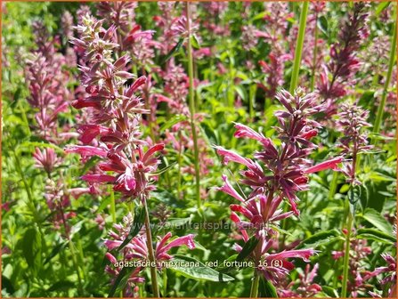 Agastache mexicana &#039;Red Fortune&#039; | Dropplant, Anijsnetel | Limonen-Duftnessel