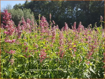 Agastache mexicana &#039;Red Fortune&#039; | Dropplant, Anijsnetel | Limonen-Duftnessel