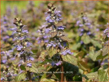 Ajuga reptans &#039;Braunherz&#039; | Zenegroen | Kriechender G&uuml;nsel