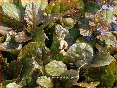 Ajuga reptans &#039;Braunherz&#039; | Zenegroen | Kriechender G&uuml;nsel