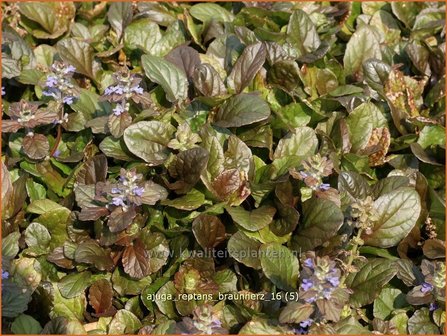 Ajuga reptans &#039;Braunherz&#039; | Zenegroen | Kriechender G&uuml;nsel