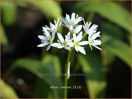 Allium ursinum | Daslook, Berenlook, Look | B&auml;renlauch