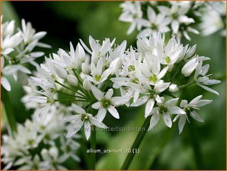 Allium ursinum | Daslook, Berenlook, Look | B&auml;renlauch