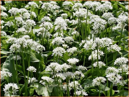 Allium ursinum | Daslook, Berenlook, Look | B&auml;renlauch