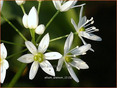 Allium ursinum | Daslook, Berenlook, Look | B&auml;renlauch