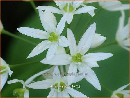 Allium ursinum | Daslook, Berenlook, Look | B&auml;renlauch