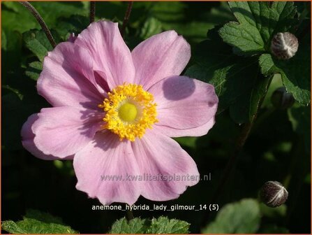 Anemone hybrida &#039;Lady Gilmour&#039; | Herfstanemoon, Japanse anemoon, Anemoon | Herbstanemone