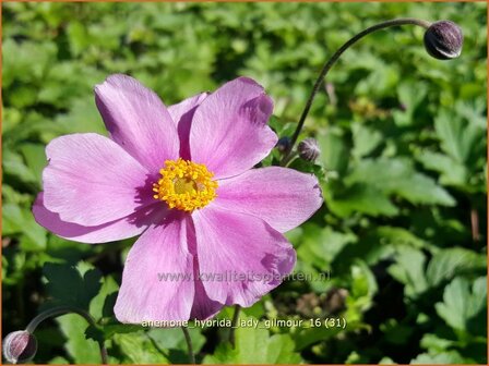 Anemone hybrida &#039;Lady Gilmour&#039; | Herfstanemoon, Japanse anemoon, Anemoon | Herbstanemone