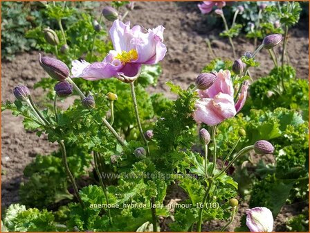 Anemone hybrida &#039;Lady Gilmour&#039; | Herfstanemoon, Japanse anemoon, Anemoon | Herbstanemone