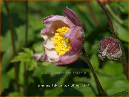 Anemone hybrida &#039;Lady Gilmour&#039; | Herfstanemoon, Japanse anemoon, Anemoon | Herbstanemone