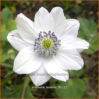 Anemone leveillei | Anemoon | Chinesisches Sommer-Windr&ouml;schen