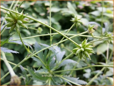 Anemone leveillei | Anemoon | Chinesisches Sommer-Windr&ouml;schen