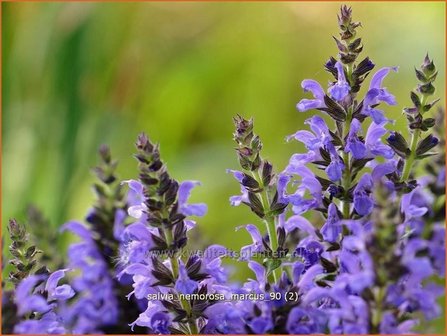 Salvia nemorosa &#039;Marcus&#039; | Salie, Salvia