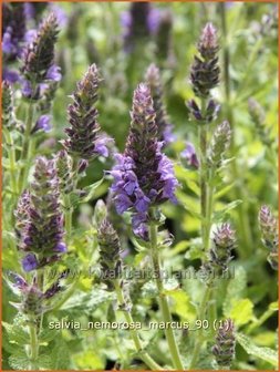 Salvia nemorosa &#039;Marcus&#039; | Salie, Salvia