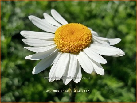 Anthemis tinctoria &#039;Alba&#039; | Gele kamille, Verfkamille, Kamille | F&auml;rberkamille