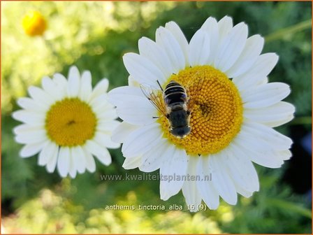 Anthemis tinctoria &#039;Alba&#039; | Gele kamille, Verfkamille, Kamille | F&auml;rberkamille