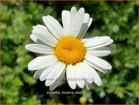 Anthemis tinctoria &#039;Alba&#039; | Gele kamille, Verfkamille, Kamille | F&auml;rberkamille