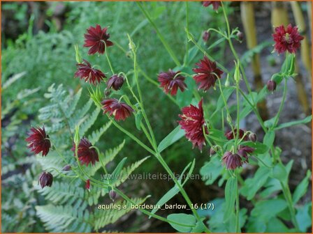 Aquilegia &#039;Bordeaux Barlow&#039; | Akelei | Akelei