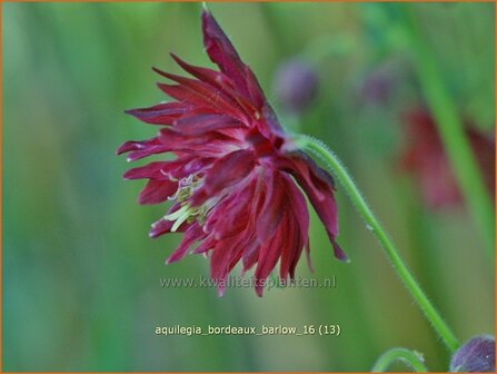 Aquilegia &#039;Bordeaux Barlow&#039; | Akelei | Akelei