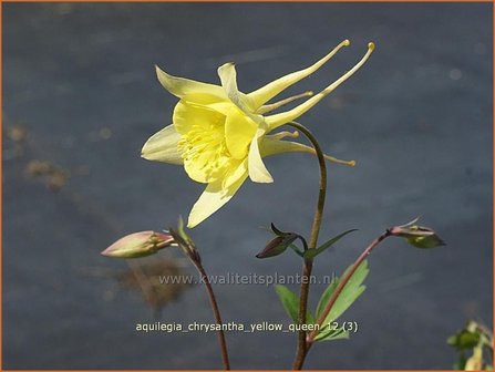 Aquilegia chrysantha &#039;Yellow Queen&#039; | Akelei | Langspornige Akelei