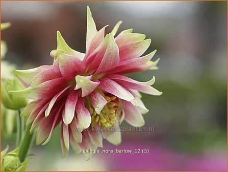 Aquilegia &#039;Nora Barlow&#039; | Akelei | Akelei