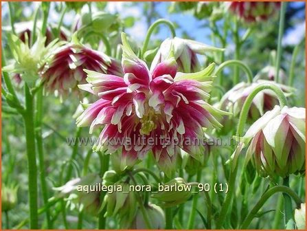 Aquilegia &#039;Nora Barlow&#039; | Akelei | Akelei