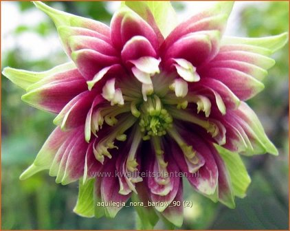 Aquilegia &#039;Nora Barlow&#039; | Akelei | Akelei