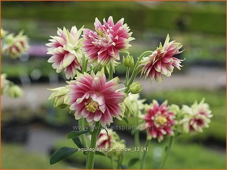 Aquilegia &#039;Nora Barlow&#039; | Akelei | Akelei