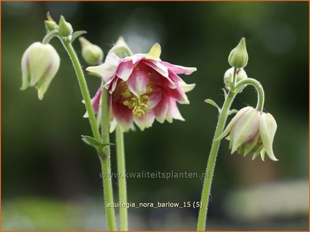 Aquilegia &#039;Nora Barlow&#039; | Akelei | Akelei