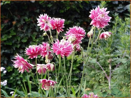 Aquilegia &#039;Nora Barlow&#039; | Akelei | Akelei